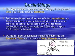 Bacteriófago
 Um fago (também chamado bacteriófago) é um pequeno
  vírus que infecta apenas bactérias.

 Da mesma forma que vírus que infectam eucariontes, os
  fagos consistem numa proteína exterior protetora e no
  material genético (dupla hélice em 95% dos fagos
  conhecidos) dentro da cápsula de 5-650 Kbp (1 Kpb =
  1.000 pares de bases).

 Os fagos foram descobertos independentemente por
  Frederick Twort em 1915 e por Félix D’Herelle em 1917.
 