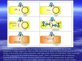 Transdução especializada: este processo é dependente da ocorrência de um ciclo
lisogênico. O fago integra seu DNA ao DNA bacteriano e após um determinado período de
tempo e de acordo com certos estímulos, este fago pode iniciar um ciclo lítico. Caso a excisão
do DNA viral ocorra de maneira defeituosa, poderá haver a transferência de um pequeno
fragmento de DNA bacteriano (porque parte do DNA viral ficará incorporado ao genoma
bacteriano). Este vírus "defeituoso" poderá transferir o DNA bacteriano para outras células.
 