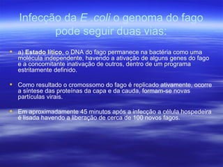 Infecção da E .coli o genoma do fago
          pode seguir duas vias:
 a) Estado lítico, o DNA do fago permanece na bactéria como uma
  molécula independente, havendo a ativação de alguns genes do fago
  e a concomitante inativação de outros, dentro de um programa
  estritamente definido.

 Como resultado o cromossomo do fago é replicado ativamente, ocorre
  a síntese das proteínas da capa e da cauda, formam-se novas
  partículas virais.

 Em aproximadamente 45 minutos após a infecção a célula hospedeira
  é lisada havendo a liberação de cerca de 100 novos fagos.
 
