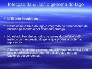 Infecção da E .coli o genoma do fago
         pode seguir duas vias:
 b) Estado lisogênico:

 Neste caso, o DNA do fago é integrado no cromossomo da
  bactéria passando a ser chamado profago.

 No estado lisogênico, todos os genes do profago estão
  inativos com excessão do gene que produz a proteína
  repressora.

 A bactéria hospedeira carregando o profago multiplica-se e
  este é replicado passivamente e distribuído para as
  bactérias descendentes.
 