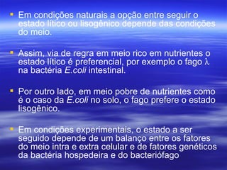  Em condições naturais a opção entre seguir o
  estado lítico ou lisogênico depende das condições
  do meio.

 Assim, via de regra em meio rico em nutrientes o
  estado lítico é preferencial, por exemplo o fago λ
  na bactéria E.coli intestinal.

 Por outro lado, em meio pobre de nutrientes como
  é o caso da E.coli no solo, o fago prefere o estado
  lisogênico.

 Em condições experimentais, o estado a ser
  seguido depende de um balanço entre os fatores
  do meio intra e extra celular e de fatores genéticos
  da bactéria hospedeira e do bacteriófago
 