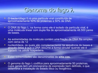 Genoma do fago λ
 O bacteriófago lλ é uma partícula viral constituída de
  aproximadamente 50% de proteínas e 50% de DNA.

 O DNA do fago λ, na forma como ele é isolado da partícula viral, é
  uma molécula linear com dupla fita de aproximadamente 48.500 pares
  de bases.

 As extremidades da molécula contém uma fração de DNA fita simples
  com cerca de 12
 nucleotídeos, os quais são complementares na sequência de bases e
  através delas é que o DNA assume a forma circular quando ele é
  injetado na célula hospedeira.

 Estas extremidades são denominadas de sítio cos.

 O genoma do fago λ codifica para aproximadamente 50 proteínas,
  cujos genes tem um cronograma de expressão bem definido, o que
  determina a instalação do estado lítico ou lisogênico.
 