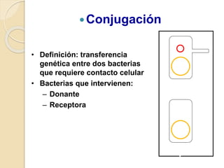 Conjugación
• Definición: transferencia
genética entre dos bacterias
que requiere contacto celular
• Bacterias que intervienen:
– Donante
– Receptora
Dono
r
Recipien
t
 