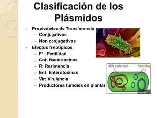 Clasificación de los
Plásmidos
• Propiedades de Transferencia
– Conjugativos
– Non conjugativos
• Efectos fenotípicos
– F+ : Fertilidad
– Col: Bacteriocinas
– R: Resistencia
– Ent: Enterotoxinas
– Vir: Virulencia
– Productores tumores en plantas
 