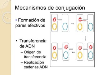 Mecanismos de conjugación
• Formación de
pares efectivos
• Transferencia
de ADN
– Origen de
transferencia
– Replicación
cadenas ADN
F+ F-
F+ F-
F+ F+F+ F+
 