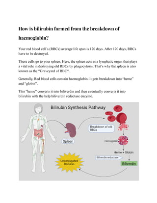 What is the Difference Between Conjugated and Unconjugated Bilirubin? | PDF