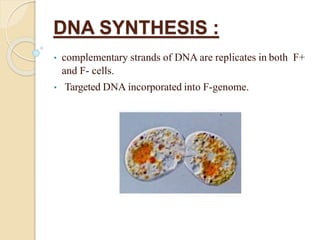 Conjugation | PPT