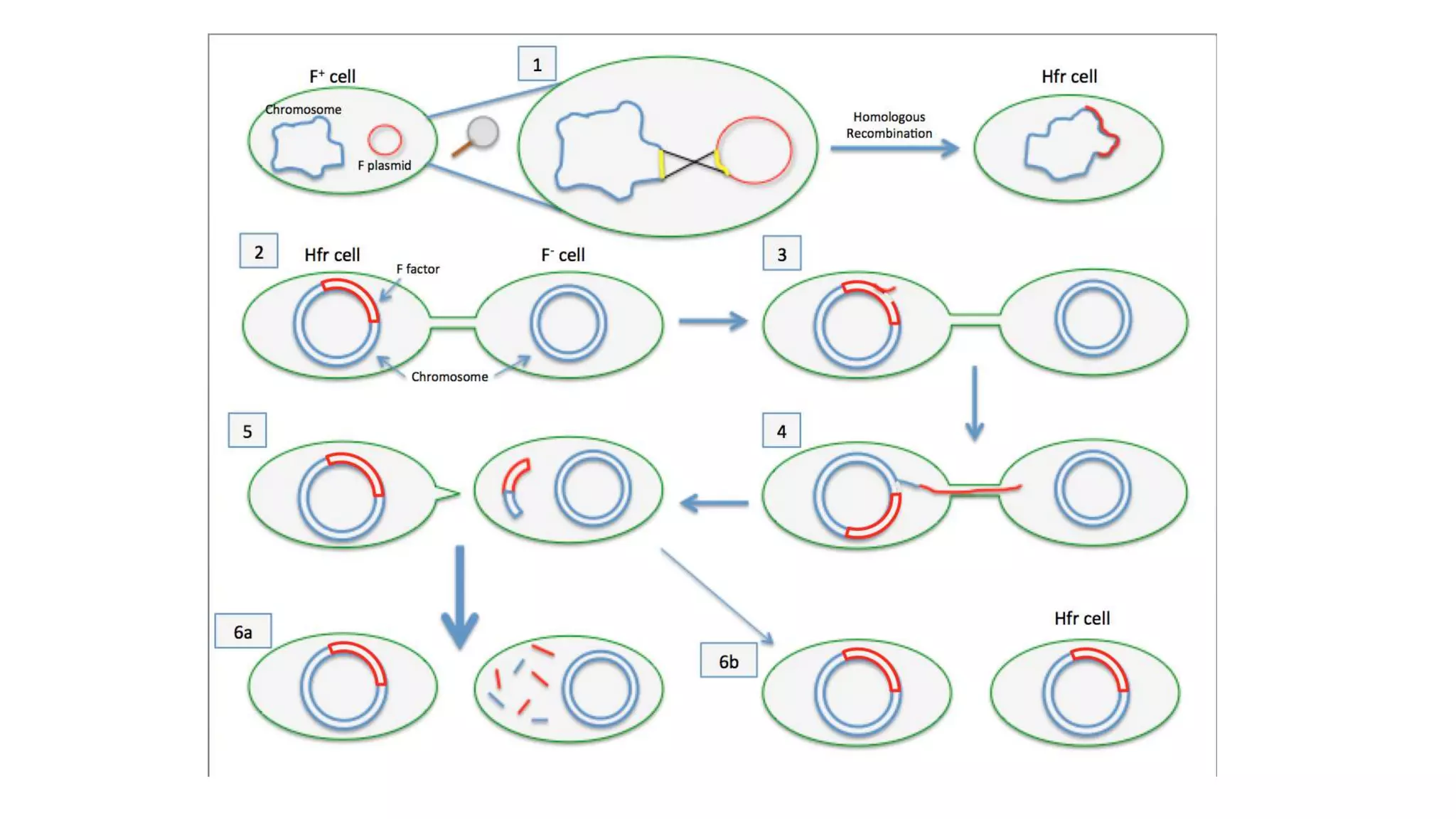Bacterial Conjugation (Genetic recombination in Bacteria) | PPTX