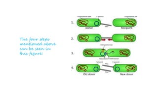 Bacterial Conjugation (Genetic recombination in Bacteria) | PPTX