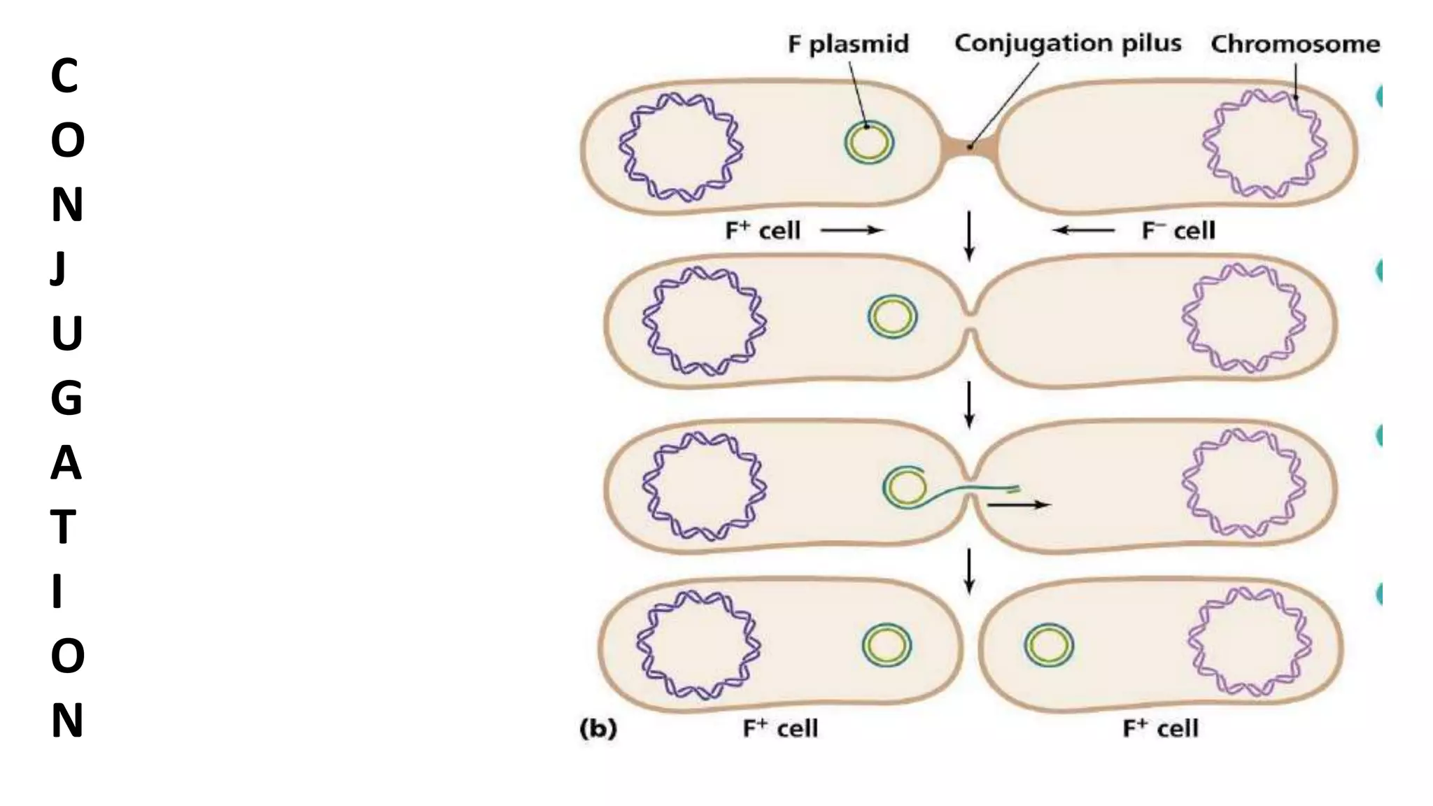 C
O
N
J
U
G
A
T
I
O
N