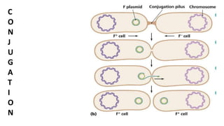 C
O
N
J
U
G
A
T
I
O
N
 