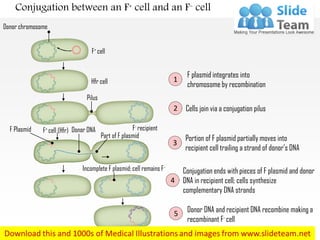 Conjugation between an F+ cell and an F- cell
1
F plasmid integrates into
chromosome by recombination
2 Cells join via a conjugation pilus
3
Portion of F plasmid partially moves into
recipient cell trailing a strand of donor’s DNA
4
Conjugation ends with pieces of F plasmid and donor
DNA in recipient cell; cells synthesize
complementary DNA strands
5 Donor DNA and recipient DNA recombine making a
recombinant F- cell
Donor chromosome
Hfr cell
Pilus
Donor DNA
Part of F plasmid
F+ cell
F- recipientF+ cell (Hfr)F Plasmid
Incomplete F plasmid; cell remains F-
Recombinant cell (F-)
 