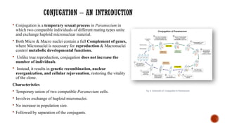 CONJUGATION – AN INTRODUCTION
 Conjugation is a temporary sexual process in Paramecium in
which two compatible individuals of different mating types unite
and exchange haploid micronuclear material.
 Both Micro & Macro nuclei contain a full Complement of genes,
where Micronuclei is necessary for reproduction & Macronuclei
control metabolic developmental functions.
 Unlike true reproduction, conjugation does not increase the
number of individuals.
 Instead, it results in genetic recombination, nuclear
reorganization, and cellular rejuvenation, restoring the vitality
of the clone.
Characteristics
 Temporary union of two compatible Paramecium cells.
 Involves exchange of haploid micronuclei.
 No increase in population size.
 Followed by separation of the conjugants.
Fig. 6 Schematic of Conjugation in Paramecium
 