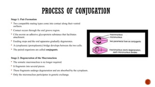 PROCESS OF CONJUGATION
Stage 1: Pair Formation
 Two compatible mating types come into contact along their ventral
surfaces.
 Contact occurs through the oral groove region.
 Cilia secrete an adhesive glycoprotein substance that facilitates
attachment.
 Feeding stops and the oral apparatus gradually degenerates.
 A cytoplasmic (protoplasmic) bridge develops between the two cells.
 The paired organisms are called conjugants.
Stage 2: Degeneration of the Macronucleus
 The somatic macronucleus is no longer required.
 It fragments into several pieces.
 These fragments undergo degeneration and are absorbed by the cytoplasm.
 Only the micronucleus participates in genetic exchange.
 