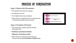 PROCESS OF CONJUGATION
Stage 3: Meiosis of the Micronucleus
 The diploid micronucleus enlarges.
 It undergoes meiosis.
 Four haploid nuclei are produced.
 That results in 3 haploid nuclei to degenerate &
1 functional haploid nucleus remains.
Stage 4: Formation of Pronuclei
 The remaining 1 haploid nucleus divides
mitotically into:
 Stationary pronucleus (female)
 Migratory pronucleus (male)
 These names are functional only because
Paramecium has no true male or female sexes.
 