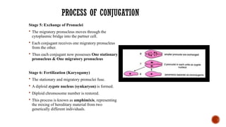PROCESS OF CONJUGATION
Stage 5: Exchange of Pronuclei
 The migratory pronucleus moves through the
cytoplasmic bridge into the partner cell.
 Each conjugant receives one migratory pronucleus
from the other.
 Thus each conjugant now possesses One stationary
pronucleus & One migratory pronucleus
Stage 6: Fertilization (Karyogamy)
 The stationary and migratory pronuclei fuse.
 A diploid zygote nucleus (synkaryon) is formed.
 Diploid chromosome number is restored.
 This process is known as amphimixis, representing
the mixing of hereditary material from two
genetically different individuals.
 