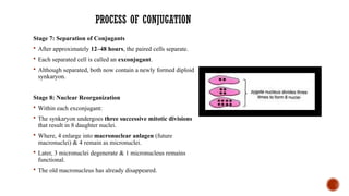 Stage 7: Separation of Conjugants
 After approximately 12–48 hours, the paired cells separate.
 Each separated cell is called an exconjugant.
 Although separated, both now contain a newly formed diploid
synkaryon.
Stage 8: Nuclear Reorganization
 Within each exconjugant:
 The synkaryon undergoes three successive mitotic divisions
that result in 8 daughter nuclei.
 Where, 4 enlarge into macronuclear anlagen (future
macronuclei) & 4 remain as micronuclei.
 Later, 3 micronuclei degenerate & 1 micronucleus remains
functional.
 The old macronucleus has already disappeared.
PROCESS OF CONJUGATION
 