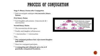 PROCESS OF CONJUGATION
Stage 9: Binary Fission after Conjugation
 Each exconjugant undergoes two successive binary
fissions.
First binary fission
 Each daughter cell contains: 2 macronuclei & 1
micronucleus
Second binary fission
 The micronucleus divides again.
 Finally, each daughter cell possesses:
 1 macronucleus + 1 micronucleus
Thus,
 One conjugant produces four rejuvenated daughter
individuals.
 Since two conjugants participate,
 A conjugating pair ultimately gives rise to 8
genetically reorganized Paramecia.
 