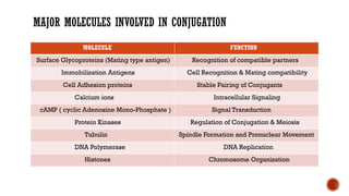 MAJOR MOLECULES INVOLVED IN CONJUGATION
MOLECULE FUNCTION
Surface Glycoproteins (Mating type antigen) Recognition of compatible partners
Immobilization Antigens Cell Recognition & Mating compatibility
Cell Adhesion proteins Stable Pairing of Conjugants
Calcium ions Intracellular Signaling
cAMP ( cyclic Adenosine Mono-Phosphate ) Signal Transduction
Protein Kinases Regulation of Conjugation & Meiosis
Tubulin Spindle Formation and Pronuclear Movement
DNA Polymerase DNA Replication
Histones Chromosome Organization
 