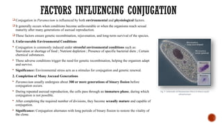 FACTORS INFLUENCING CONJUGATION
 Conjugation in Paramecium is influenced by both environmental and physiological factors.
 It generally occurs when conditions become unfavourable or when the organisms reach sexual
maturity after many generations of asexual reproduction.
 These factors ensure genetic recombination, rejuvenation, and long-term survival of the species.
1. Unfavourable Environmental Conditions
 Conjugation is commonly induced under stressful environmental conditions such as:
Starvation or shortage of food ; Nutrient depletion ; Presence of specific bacterial diets ; Certain
chemical substances.
 These adverse conditions trigger the need for genetic recombination, helping the organism adapt
and survive.
 Significance: Environmental stress acts as a stimulus for conjugation and genetic renewal.
2. Completion of Many Asexual Generations
 Paramecium usually undergoes about 300 or more generations of binary fission before
conjugation occurs.
 During repeated asexual reproduction, the cells pass through an immature phase, during which
conjugation is not possible.
 After completing the required number of divisions, they become sexually mature and capable of
conjugation.
 Significance: Conjugation alternates with long periods of binary fission to restore the vitality of
the clone.
Fig. 5 Schematic of Paramecium Micro & Macro nuclei
ultrastructure
 