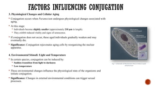 FACTORS INFLUENCING CONJUGATION
3. Physiological Changes and Cellular Aging
 Conjugation occurs when Paramecium undergoes physiological changes associated with
aging.
 At this stage:
 Individuals become slightly smaller (approximately 210 µm in length).
 They exhibit reduced vitality and signs of senescence.
 If conjugation does not occur, these aged individuals gradually weaken and may
eventually die.
 Significance: Conjugation rejuvenates aging cells by reorganizing the nuclear
apparatus.
4. Environmental Stimuli: Light and Temperature
 In certain species, conjugation can be induced by:
 Sudden transition from light to darkness
 Low temperature
 These environmental changes influence the physiological state of the organisms and
initiate conjugation.
 Significance: Changes in external environmental conditions can trigger sexual
processes.
Fig. 5 Schematic of Paramecium Micro & Macro nuclei
ultrastructure
 