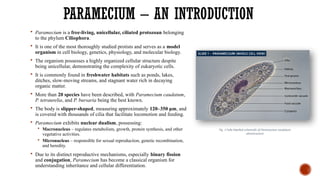 PARAMECIUM – AN INTRODUCTION
 Paramecium is a free-living, unicellular, ciliated protozoan belonging
to the phylum Ciliophora.
 It is one of the most thoroughly studied protists and serves as a model
organism in cell biology, genetics, physiology, and molecular biology.
 The organism possesses a highly organized cellular structure despite
being unicellular, demonstrating the complexity of eukaryotic cells.
 It is commonly found in freshwater habitats such as ponds, lakes,
ditches, slow-moving streams, and stagnant water rich in decaying
organic matter.
 More than 20 species have been described, with Paramecium caudatum,
P. tetraurelia, and P. bursaria being the best known.
 The body is slipper-shaped, measuring approximately 120–350 μm, and
is covered with thousands of cilia that facilitate locomotion and feeding.
 Paramecium exhibits nuclear dualism, possessing:
 Macronucleus – regulates metabolism, growth, protein synthesis, and other
vegetative activities.
 Micronucleus – responsible for sexual reproduction, genetic recombination,
and heredity.
 Due to its distinct reproductive mechanisms, especially binary fission
and conjugation, Paramecium has become a classical organism for
understanding inheritance and cellular differentiation.
Fig. 1 Fully labelled schematic of Paramecium caudatum
ultrastructure
 