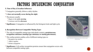 FACTORS INFLUENCING CONJUGATION
5. Time of Day (Circadian Influence)
 Conjugation generally follows a daily rhythm.
 It does not normally occur during the night.
 The process usually:
 Begins in the early morning
 Continues until the afternoon
 Significance: Conjugation is influenced by the biological clock and light cycle.
6. Recognition Between Compatible Mating Types
 The cilia of compatible mating-type individuals contain a proteinaceous
recognition substance (mating-type substance or mating pheromone).
 This surface protein enables cells of different mating types to:
 Recognize one another
 Adhere together
 Initiate conjugation
 Significance: Cell-surface recognition proteins ensure that conjugation occurs only
between compatible mating types.
Fig. 5 Schematic of Paramecium Micro & Macro nuclei
ultrastructure
 