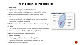 MORPHOLOGY OF PARAMECIUM
1. Body Shape
 Slipper-shaped, elongated, and laterally flattened.
 Anterior end is rounded, while the posterior end is slightly pointed.
Role: Streamlined body facilitates efficient swimming in water.
2. Size
 Measures approximately 120–350 μm in length (species dependent).
 Visible under a compound microscope.
Role: Small size enables rapid movement and efficient nutrient exchange.
3. Pellicle
 Thin, flexible, and elastic outer covering beneath the plasma membrane.
 Maintains a constant body shape while allowing flexibility.
Role: Provides protection and structural support.
4. Plasma Membrane
 Selectively permeable membrane beneath the pellicle.
 Controls the movement of substances into and out of the cell.
Role: Maintains cellular homeostasis.
 