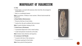 MORPHOLOGY OF PARAMECIUM
5. Cilia
 Entire body is covered with numerous short, hair-like cilia arranged in
longitudinal rows.
 Beat in a coordinated manner.
Role: Locomotion ; Produces water currents ; Directs food towards the
oral groove
6. Basal Bodies (Kinetosomes)
 Present at the base of each cilium.
 Anchor the cilia and coordinate their movement.
Role: Controls rhythmic beating of cilia.
7. Oral Groove (Peristome)
 A prominent depression on the ventral surface.
 Leads food particles towards the cell mouth.
Role: Initiates food collection and ingestion.
8. Cytostome (Cell Mouth)
 Located at the base of the oral groove.
 Permanent opening for food intake.
Role: Entry point for food particles
Fig. 2 Schematic of Paramecium tetraurelia ultrastructure
 