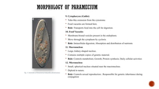 MORPHOLOGY OF PARAMECIUM
9. Cytopharynx (Gullet)
 Tube-like extension from the cytostome.
 Food vacuoles are formed here.
 Role: Transports food into the cell for digestion.
10. Food Vacuoles
 Membrane-bound vesicles present in the endoplasm.
 Move through the cytoplasm by cyclosis.
 Role: Intracellular digestion; Absorption and distribution of nutrients
11. Macronucleus
 Large, kidney-shaped nucleus.
 Contains multiple copies of genetic material.
 Role: Controls metabolism; Growth; Protein synthesis; Daily cellular activities
12. Micronucleus
 Small, spherical nucleus situated near the macronucleus.
 Diploid in nature.
 Role: Controls sexual reproduction ; Responsible for genetic inheritance during
conjugation
Fig. 3 Schematic of Paramecium biaurelia ultrastructure
 