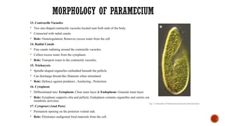 MORPHOLOGY OF PARAMECIUM
13. Contractile Vacuoles
 Two star-shaped contractile vacuoles located near both ends of the body.
 Connected with radial canals.
 Role: Osmoregulation; Removes excess water from the cell
14. Radial Canals
 Fine canals radiating around the contractile vacuoles.
 Collect excess water from the cytoplasm.
 Role: Transport water to the contractile vacuoles.
15. Trichocysts
 Spindle-shaped organelles embedded beneath the pellicle.
 Can discharge thread-like filaments when stimulated.
 Role: Defence against predators ; Anchoring ; Protection
16. Cytoplasm
 Differentiated into: Ectoplasm: Clear outer layer & Endoplasm: Granular inner layer
 Role: Ectoplasm supports cilia and pellicle; Endoplasm contains organelles and carries out
metabolic activities.
17. Cytoproct (Anal Pore)
 Permanent opening on the posterior ventral side.
 Role: Eliminates undigested food materials from the cell.
Fig. 4 Schematic of Paramecium bursaria ultrastructure
 