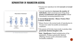 REPRODUCTION IN PARAMECIUM-ASEXUAL
Paramecium reproduces by both asexual and sexual
methods.
Asexual reproduction increases the number of
individuals, while sexual processes bring about
genetic recombination and rejuvenation without
immediately increasing population size.
I. Asexual Reproduction - Binary Fission (Most
Common Method)
 Binary fission is the normal mode of reproduction in
Paramecium under favourable environmental
conditions.
 One parent cell divides transversely to produce two
genetically identical daughter cells.
Role / Significance: Rapid multiplication of the
population.; Produces genetically identical
offspring; Ensures quick colonization under
favourable conditions.
Fig. 5 Schematic of binary fission in Paramecium
 