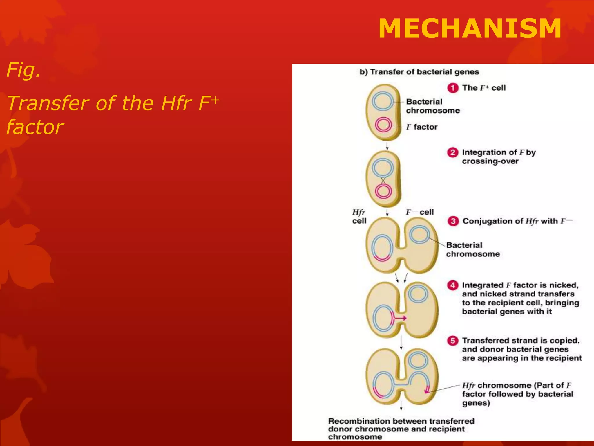 MECHANISM 
Fig. 
Transfer of the Hfr F+ 
factor 
 