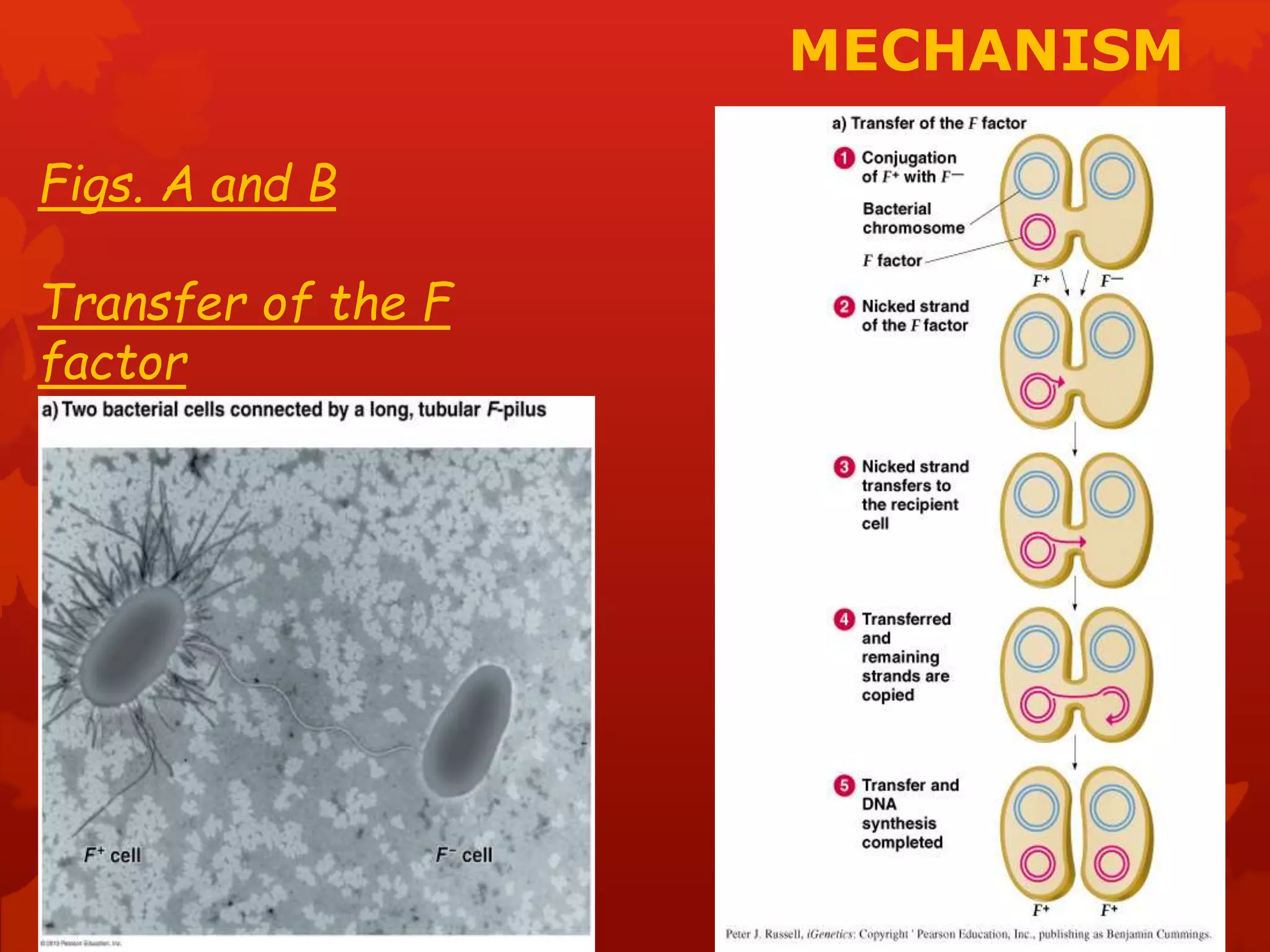 MECHANISM 
Figs. A and B 
Transfer of the F 
factor 
 