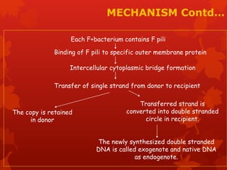 MECHANISM Contd… 
Each F+bacterium contains F pili 
Binding of F pili to specific outer membrane protein 
Intercellular cytoplasmic bridge formation 
Transfer of single strand from donor to recipient 
Transferred strand is 
converted into double stranded 
circle in recipient. 
The copy is retained 
in donor 
The newly synthesized double stranded 
DNA is called exogenote and native DNA 
as endogenote. 
 