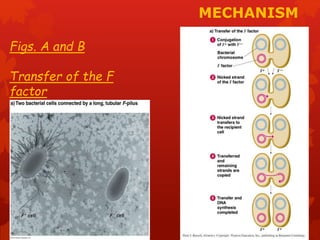 MECHANISM 
Figs. A and B 
Transfer of the F 
factor 
 