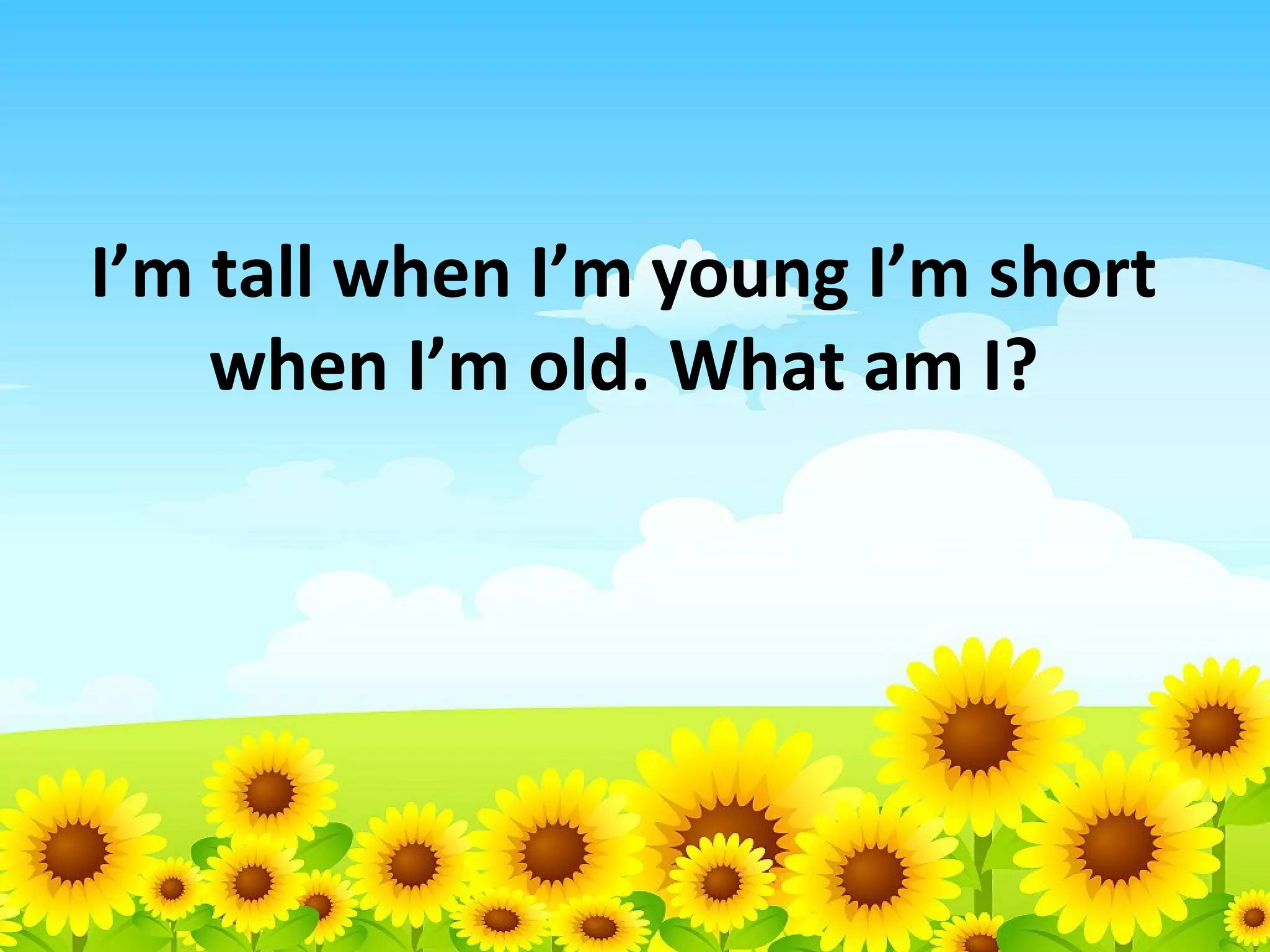 I’m tall when I’m young I’m short
when I’m old. What am I?

 