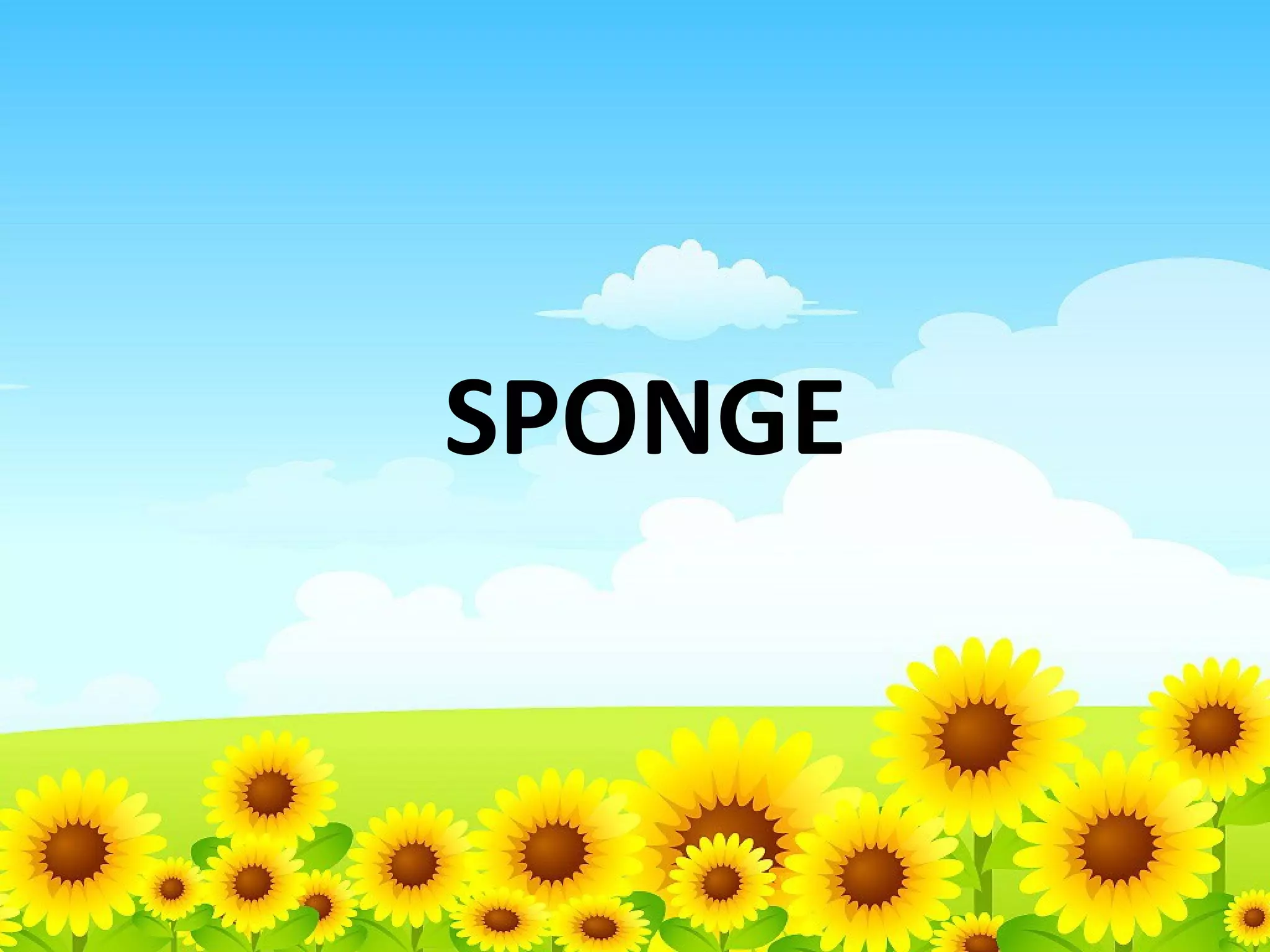 SPONGE

 