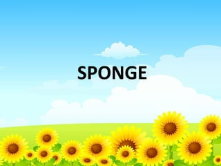 SPONGE

 