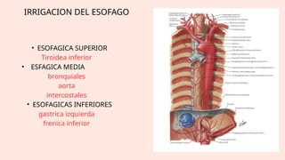 ANATOMIA ESOFAGO Y ESTOMAGO PRESENTACION | PPTX