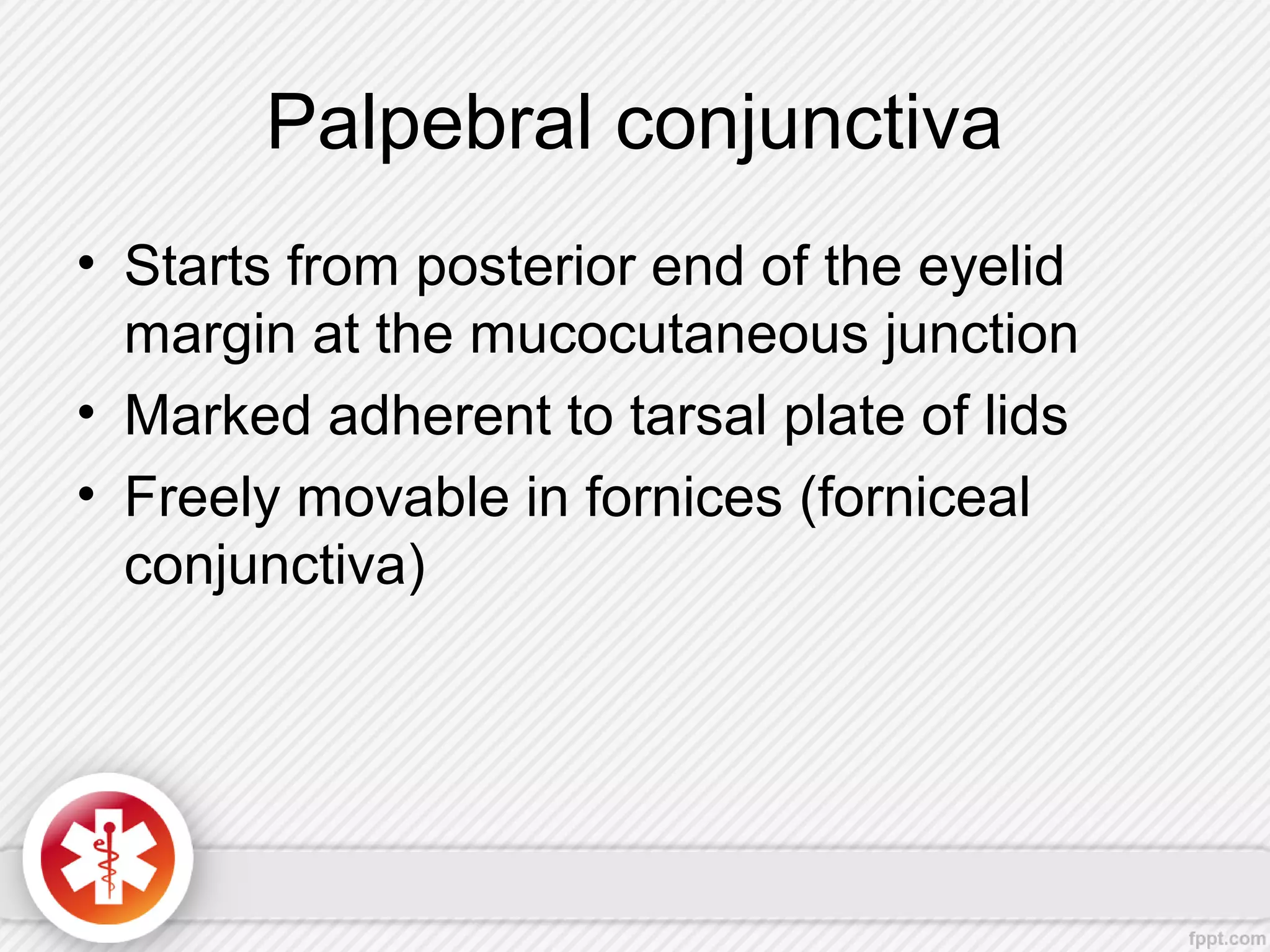 Palpebral conjunctiva
• Starts from posterior end of the eyelid
margin at the mucocutaneous junction
• Marked adherent to tarsal plate of lids
• Freely movable in fornices (forniceal
conjunctiva)
 
