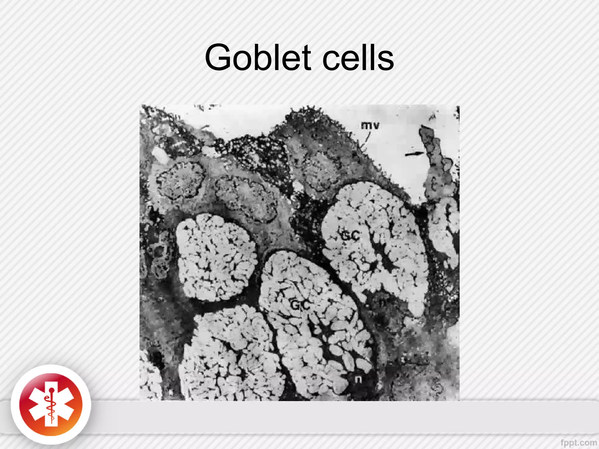 Goblet cells
 