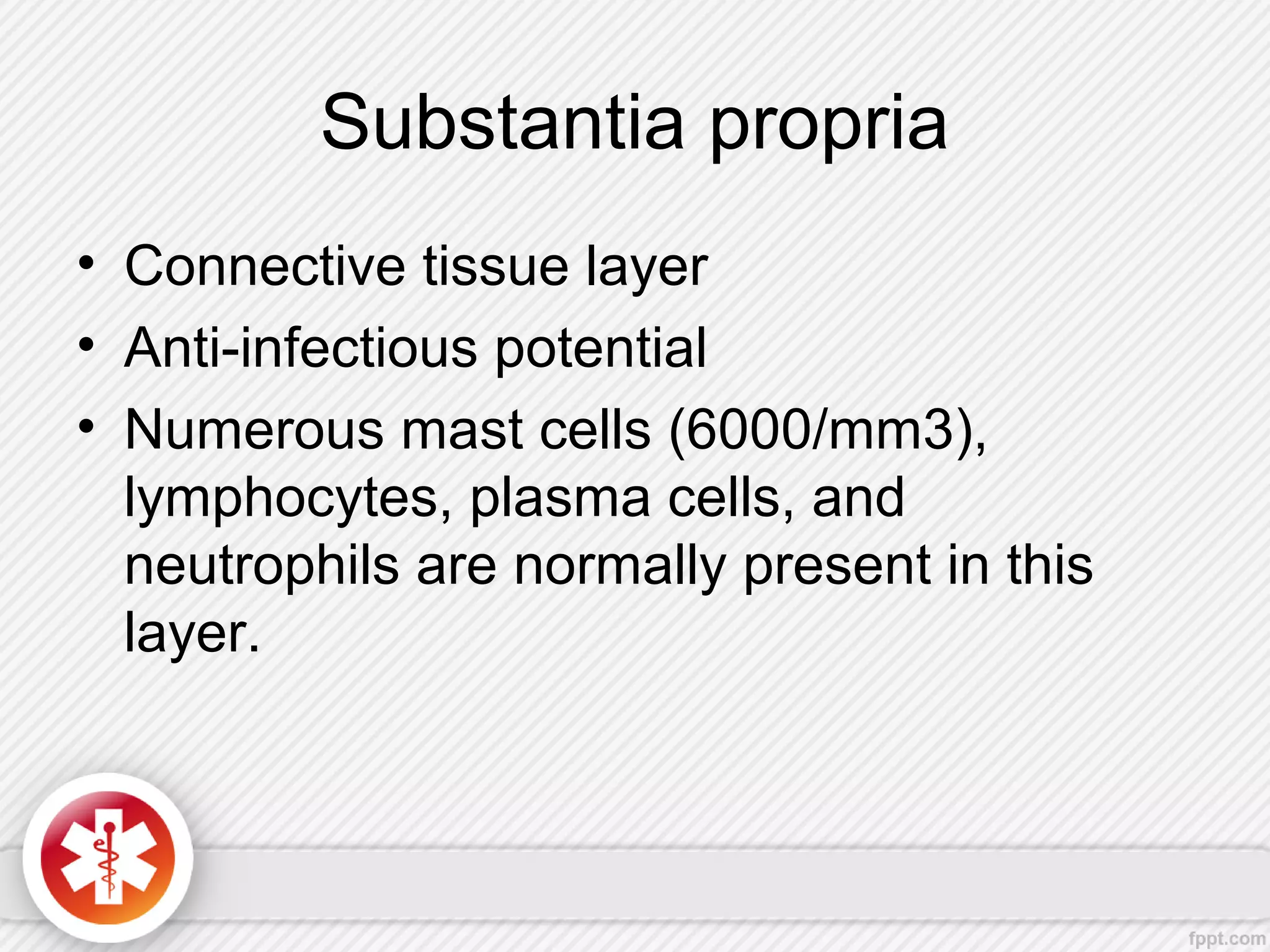 Substantia propria
• Connective tissue layer
• Anti-infectious potential
• Numerous mast cells (6000/mm3),
lymphocytes, plasma cells, and
neutrophils are normally present in this
layer.
 