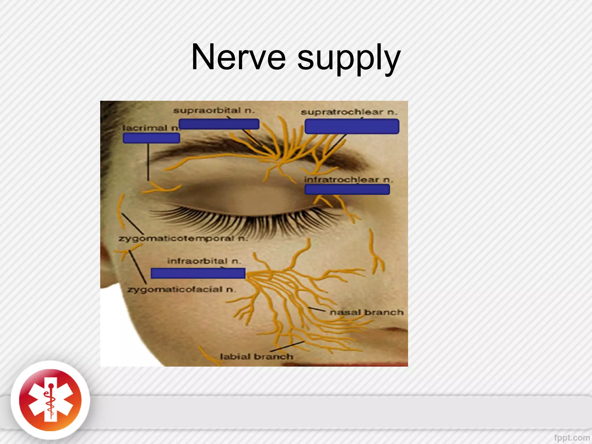 Nerve supply
 