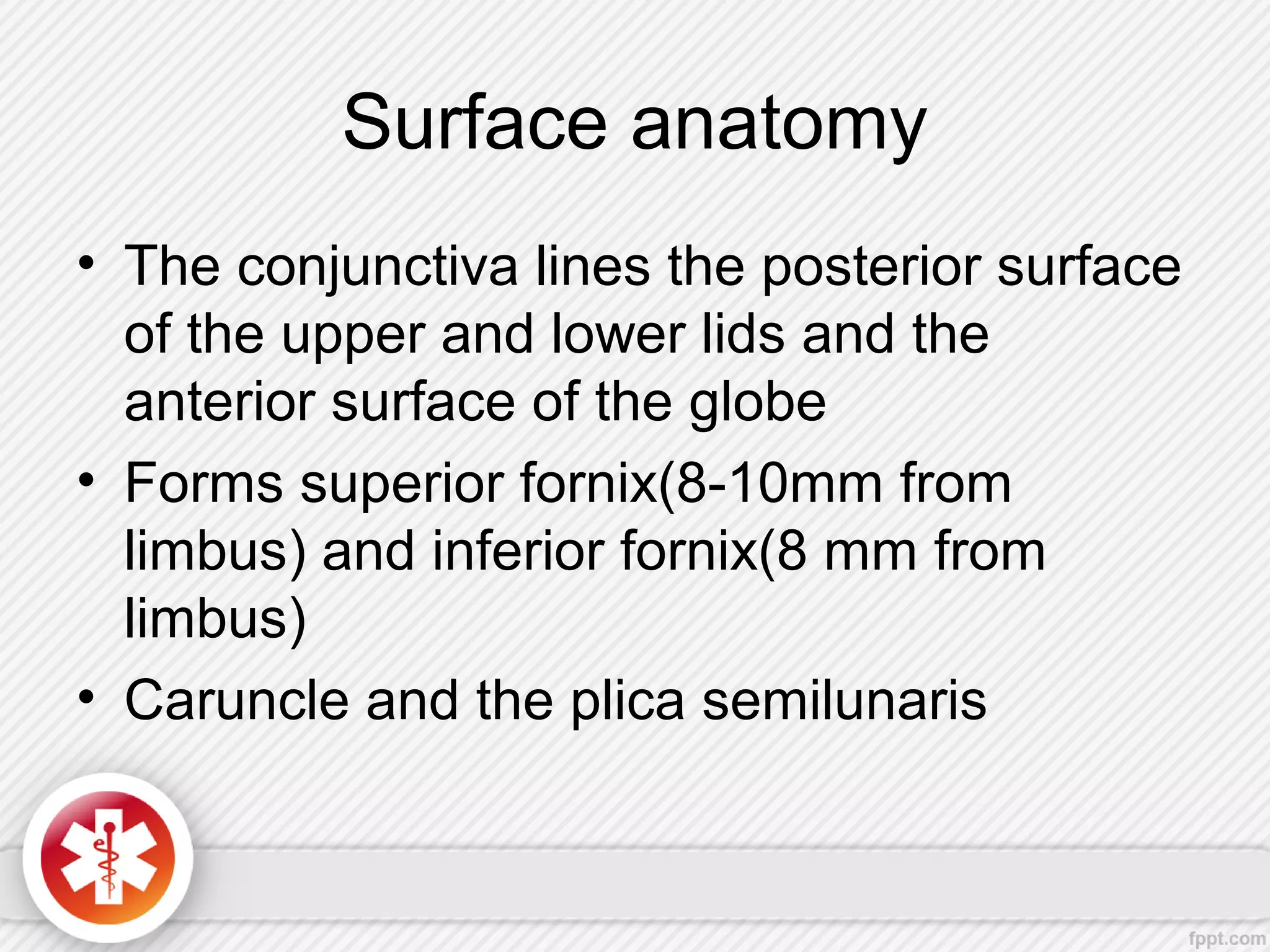 Surface anatomy
• The conjunctiva lines the posterior surface
of the upper and lower lids and the
anterior surface of the globe
• Forms superior fornix(8-10mm from
limbus) and inferior fornix(8 mm from
limbus)
• Caruncle and the plica semilunaris
 