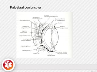 Palpebral conjunctiva
 