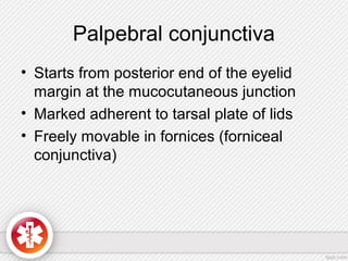 Palpebral conjunctiva
• Starts from posterior end of the eyelid
margin at the mucocutaneous junction
• Marked adherent to tarsal plate of lids
• Freely movable in fornices (forniceal
conjunctiva)
 
