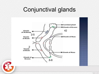 Conjunctival glands
42
6-8
2-5
2
 