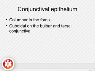 Conjunctival epithelium
• Columnar in the fornix
• Cuboidal on the bulbar and tarsal
conjunctiva
 