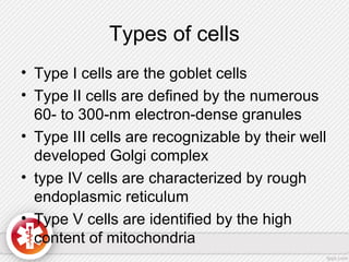 Types of cells
• Type I cells are the goblet cells
• Type II cells are defined by the numerous
60- to 300-nm electron-dense granules
• Type III cells are recognizable by their well
developed Golgi complex
• type IV cells are characterized by rough
endoplasmic reticulum
• Type V cells are identified by the high
content of mitochondria
 